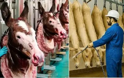 فرآوری خر و اسب؛ حیوانات بارکش فرتوت که شدن با تکنولوژی سلاخی میکنن برا تجارت