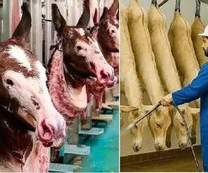 فرآوری خر و اسب؛ حیوانات بارکش فرتوت که شدن با تکنولوژی سلاخی میکنن برا تجارت