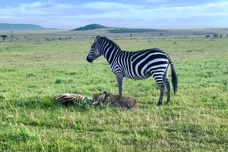 بدایع حیات وحش؛ گورخری که با لگدش صورت شیر رو ترکوند