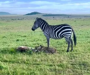 بدایع حیات وحش؛ گورخری که با لگدش صورت شیر رو ترکوند