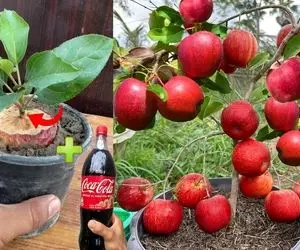 کشاورزی نوین؛ موقع کاشت سیب تو خاکش نوشابه ریختن رشدش 100 برابر شده و حسابی بار داده