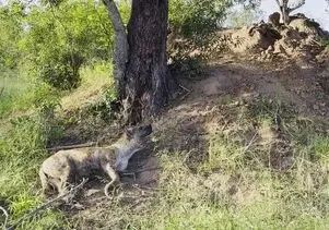 تلاش احمقانه کفتار برای شکار پلنگ با سقوط مرگبار توامان شد
