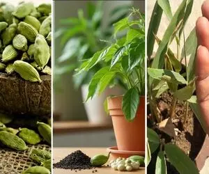کاشت و پروسه پرورش دانه هل؛ لفتش نده تو گرما رشد میکنه بکار بریز تو غذا لذتشو ببر