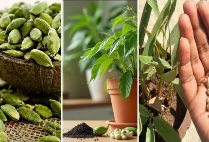 کاشت و پروسه پرورش دانه هل؛ لفتش نده تو گرما رشد میکنه بکار بریز تو غذا لذتشو ببر