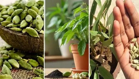 کاشت و پروسه پرورش دانه هل؛ لفتش نده تو گرما رشد میکنه بکار بریز تو غذا لذتشو ببر