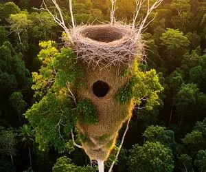 معماری خلاقانه؛ نوک درخت با پشم شیشه ساقه گل خونه ساخته نقلی از یه ویلای اعیونی شیکتر