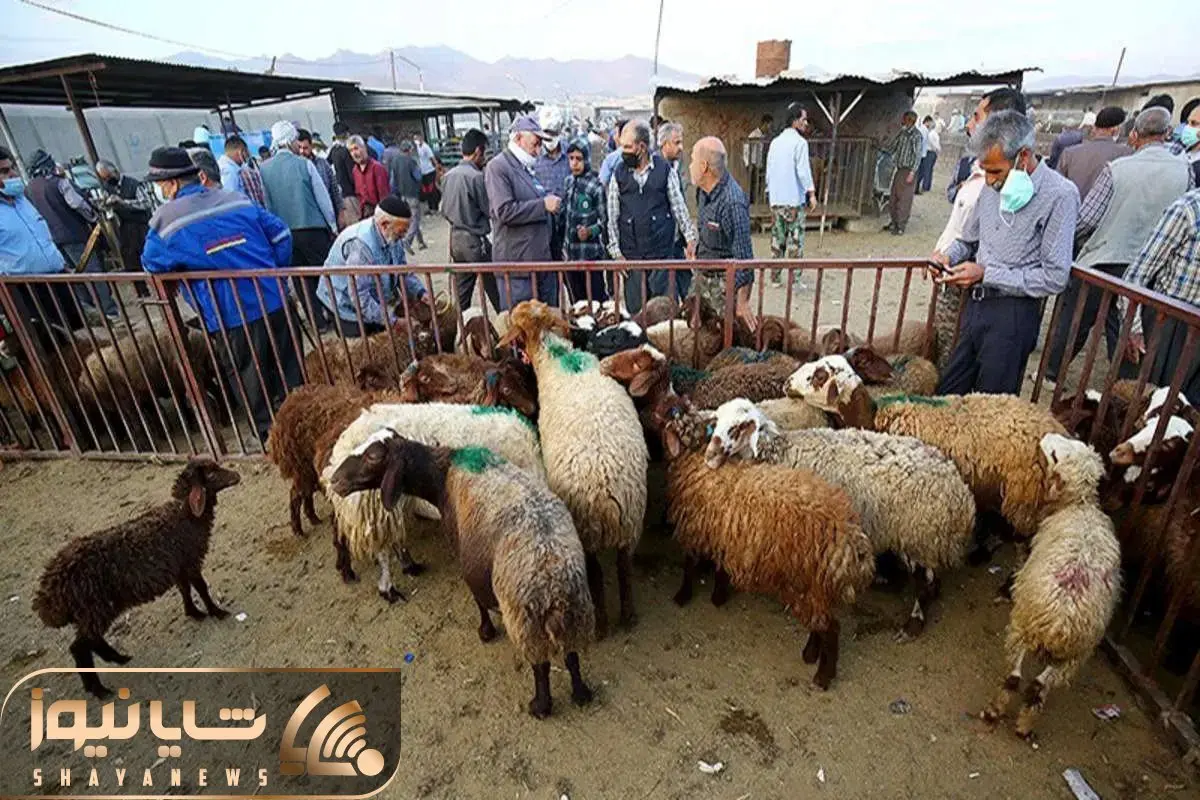 قیمت دام زنده امروز ۲۵ آذر/ گوسفند و گوساله در کدام استان ارزان‌تر است؟