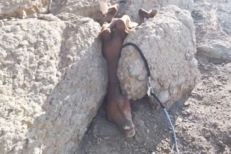 نجات معجزه آسا؛ تقلای مرد برای نجات اسبی که سرش بین دو سنگ گیر گرده