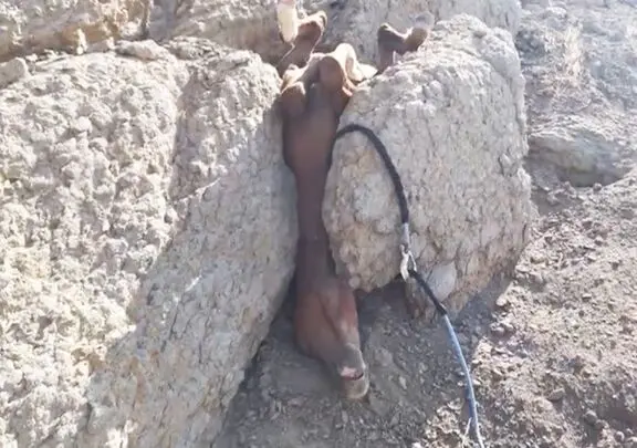 نجات معجزه آسا؛ تقلای مرد برای نجات اسبی که سرش بین دو سنگ گیر گرده