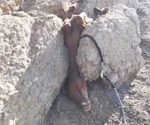 نجات معجزه آسا؛ تقلای مرد برای نجات اسبی که سرش بین دو سنگ گیر گرده
