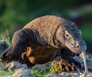 لحظه های خوف انگیز از زمانی که حیوانات سر راه اژدهای کومودو سبز میشوند!