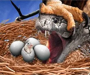 شاهکار حیات وحش / مار تاوان نیت پلیدش را با جان پرداخت