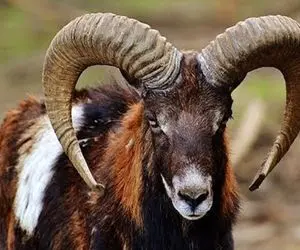 گوسفندهای باورنکردنی؛ عجیب ترین و بزرگترین سویه های حیوانات با بزرگترین شاخ در جهان