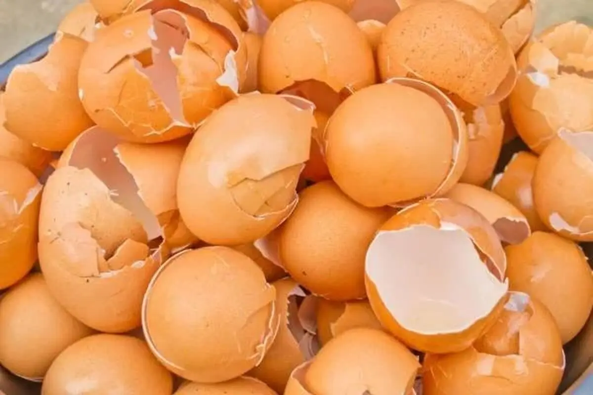 روغن3