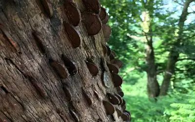 مستند کاوش؛ تو این نقطه از دنیا درختا جای میوه پول و سکه میدن مردم صف بستن براشون