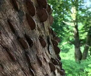 مستند کاوش؛ تو این نقطه از دنیا درختا جای میوه پول و سکه میدن مردم صف بستن براشون