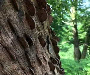 مستند کاوش؛ تو این نقطه از دنیا درختا جای میوه پول و سکه میدن مردم صف بستن براشون