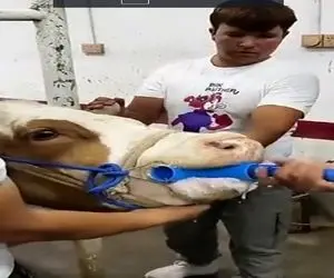 دامداری نوین؛ گاو مسموم شده شلنگ رو تا بیخ میکنن تو حلقش استفراغ میکنه