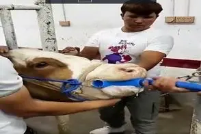 دامداری نوین؛ گاو مسموم شده شلنگ رو تا بیخ میکنن تو حلقش استفراغ میکنه