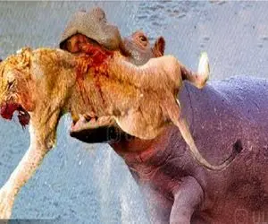 مستند حیات وحش؛ لحظه وحشیانه و خشن که اسب آبی استخوان حیوانات درهم میشکند