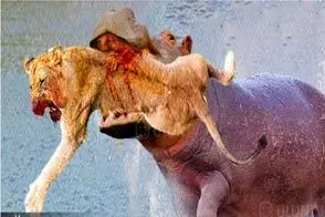 مستند حیات وحش؛ لحظه وحشیانه و خشن که اسب آبی استخوان حیوانات درهم میشکند