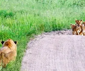 از جذابیت های حیات وحش؛ ذوق توله شیرهای خنگ گمشده وقتی چشم شون به مادرشون میوفته