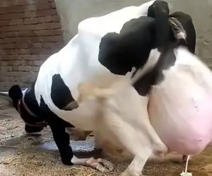 گاوهای باورنکردنی؛ گاوهایی که اینقدر شیر شون سنگین شده سرپا نمی تونن بایستند