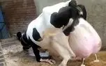 گاوهای باورنکردنی؛ گاوهایی که اینقدر شیر شون سنگین شده سرپا نمی تونن بایستند گاوهای باورنکردنی؛ گاوهایی که اینقدر شیر شون سنگین شده سرپا نمی تونن بایستند