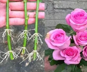 کشاورزی خلاقانه؛ چجوری گل رز رو تکثیر کنیم؟ با هویج قلمه بزنش عالی میشه