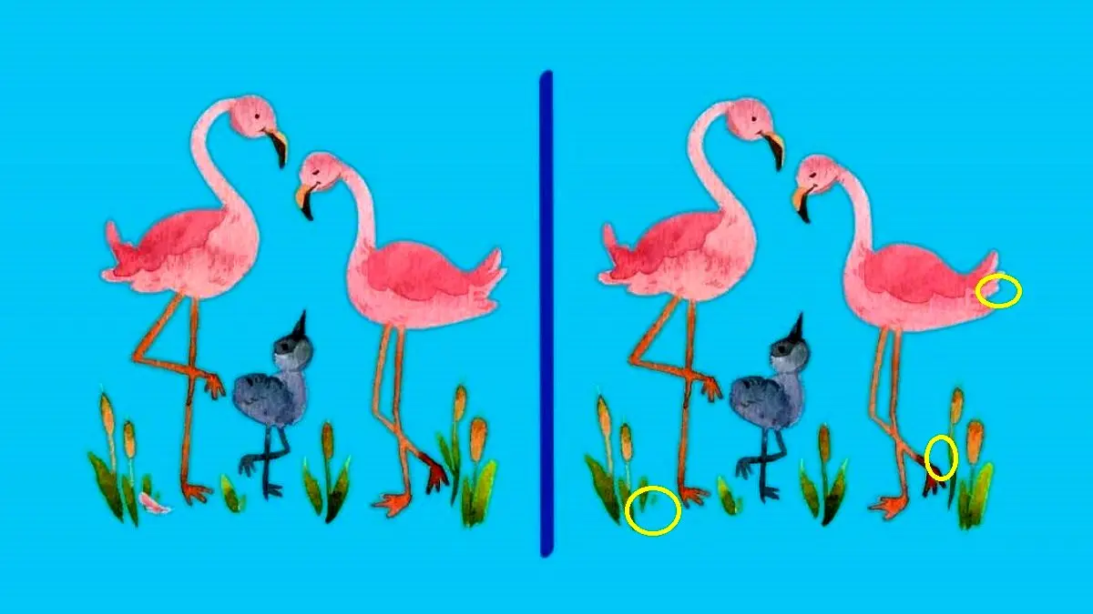 پاسخ-تفاوت-تصویری-فلامینگوهای-صورتی