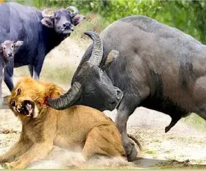 مستند حیات وحش / دهان شیر سفاک با طعمه اشتباه هرز رفت بوفالو برایش سرویس کرد