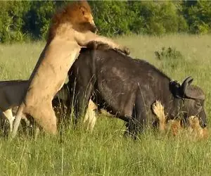 بر مدار وحش؛ بوفالو تازه فارغ اسیر چنگ و دندون شیر میشه