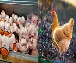 قیمت مرغ امروز پنجشنبه 10 اردیبهشت 1405 + جدول