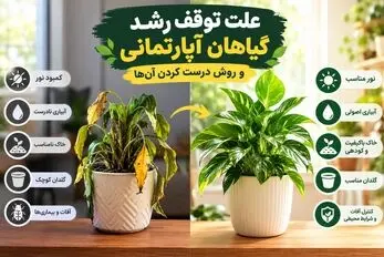 دلیل توقف رشد و خوشگلی گیاهان آپارتمانی؛ با تغییر فصل نیاز به یکسری مراقبت دارن