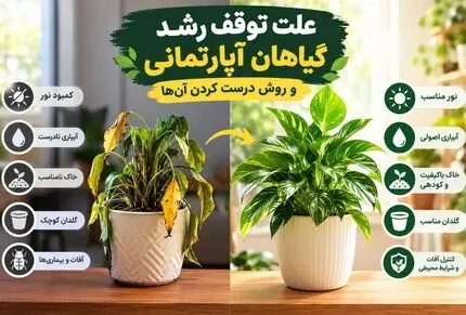 دلیل توقف رشد و خوشگلی گیاهان آپارتمانی؛ با تغییر فصل نیاز به یکسری مراقبت دارن