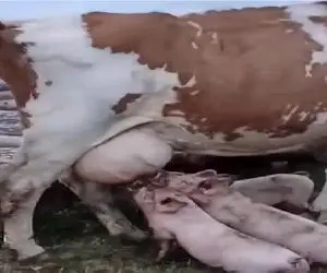 گاوهای باورنکردنی؛ گاو غول انقد شیر داره به بچه خوکا هم شیر میده