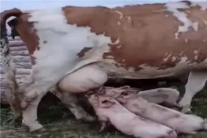 گاوهای باورنکردنی؛ گاو غول انقد شیر داره به بچه خوکا هم شیر میده