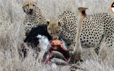 نبرد حیات وحش/چیتای جنگجو به دنبال شتر مرغ های پا دراز/شکم شترمرغ سفره شد