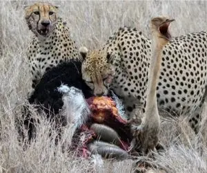 نبرد حیات وحش/چیتای جنگجو به دنبال شتر مرغ های پا دراز/شکم شترمرغ سفره شد