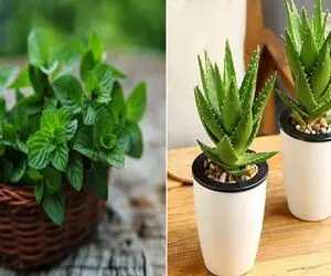 هر خانوم کدبانویی باید چندتا گلدون گیاه دارویی تو خونش داشته باشه/ معرفی این گیاها