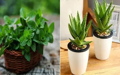 هر خانوم کدبانویی باید چندتا گلدون گیاه دارویی تو خونش داشته باشه/ معرفی این گیاها