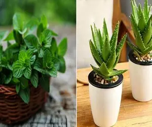 هر خانوم کدبانویی باید چندتا گلدون گیاه دارویی تو خونش داشته باشه/ معرفی این گیاها