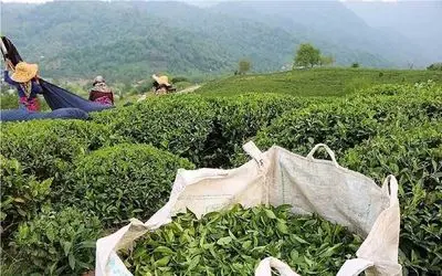ثبت سفارش چای از شنبه ۱۷ آبان ۱۴۰۴؛ سقف ۱۵ هزار تن تعیین شد