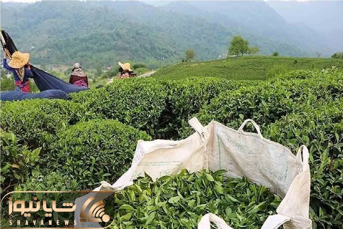 ثبت سفارش چای از شنبه ۱۷ آبان ۱۴۰۴؛ سقف ۱۵ هزار تن تعیین شد
