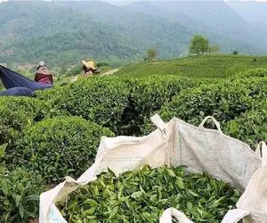 ثبت سفارش چای از شنبه ۱۷ آبان ۱۴۰۴؛ سقف ۱۵ هزار تن تعیین شد