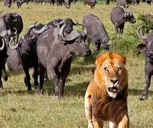 عجایب حیات وحش/ چندین بوفالو به سختی حریف شیر تنها شدند