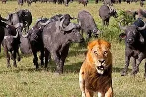 عجایب حیات وحش/ چندین بوفالو به سختی حریف شیر تنها شدند