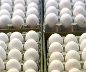قیمت تخم‌مرغ افزایش یافت
