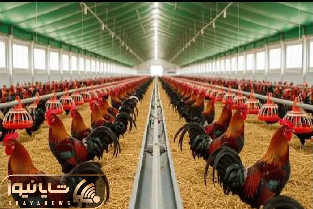 فرآوری خروس؛ میلیون ها تخم رو جوجه و پروار میکنن برای به دندون کشیدن گوشتش