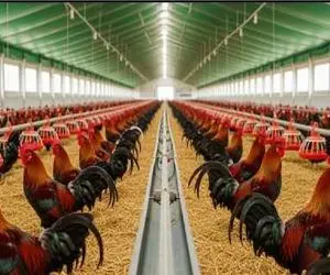 فرآوری خروس؛ میلیون ها تخم رو جوجه و پروار میکنن برای به دندون کشیدن گوشتش